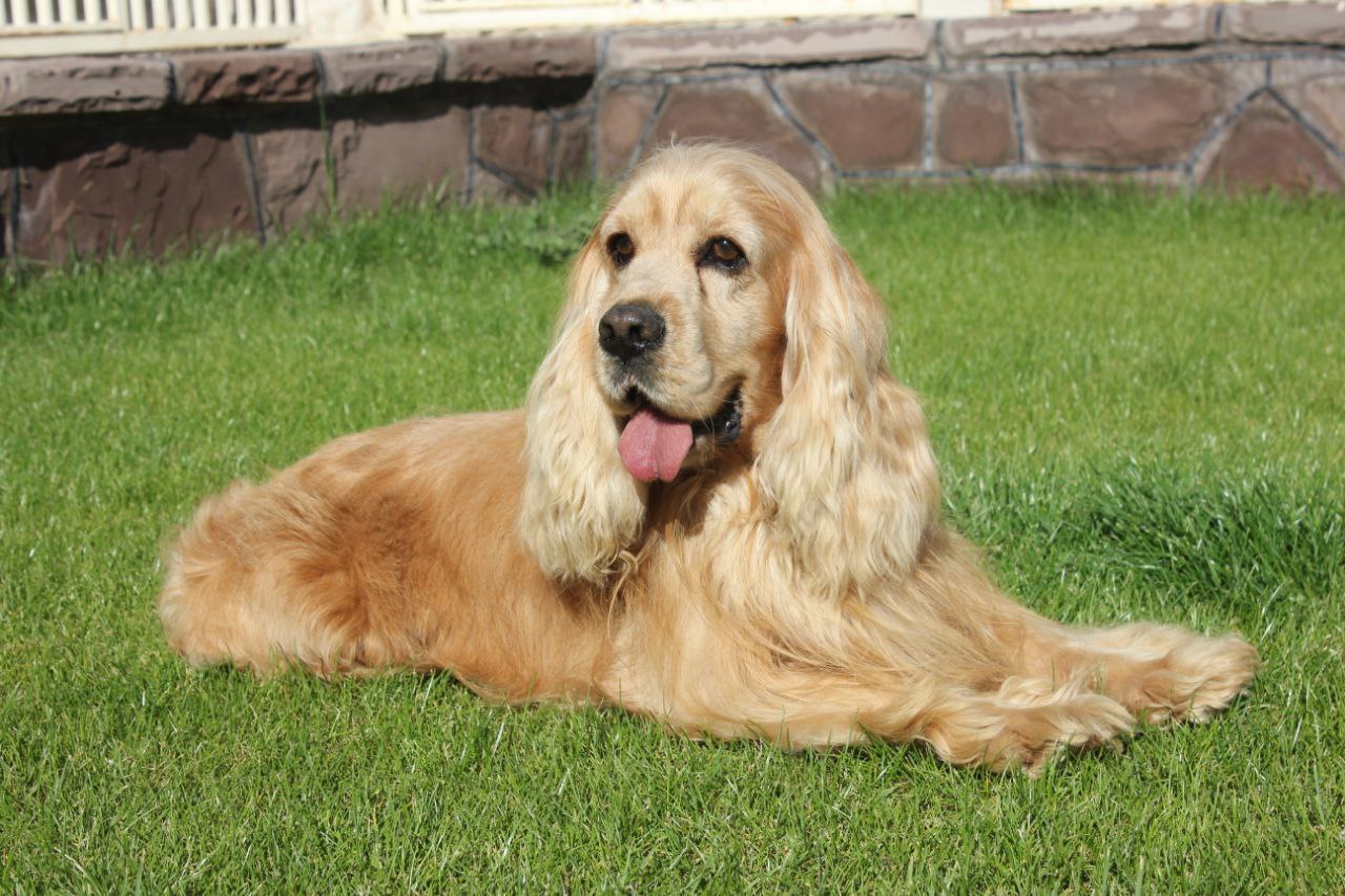 مولد نژاد انگلیش کوکر اسپانیل کوپر